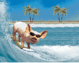 Party pig surfing in Florida looking for that endless wave, looks like he found it