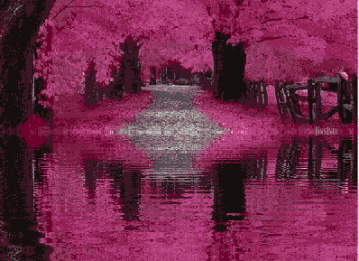 Very pink scene with pink leaves reflecting in water