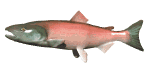 animated fish sockeye salmon swimming