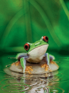 rainfrog.gif