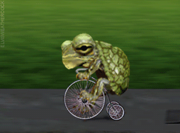 Don't know about being hip to skate, but turtles traveling on trikes are tremendous
