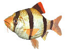 animated fish
