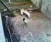 Wise shepherd found a new way to herd his sheep, put one in charge with a mask on