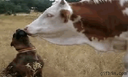 Movie clip of cow giving a dog lots and lots of kisses