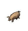 Moving picture of a little pig walking icon