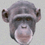 Moving chimp blinking his eyes animation