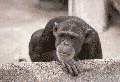 Moving chimp shaking his head animation