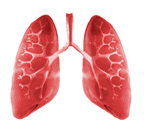 Pumping Beating Heart Breathing Lungs  And Organ Animations