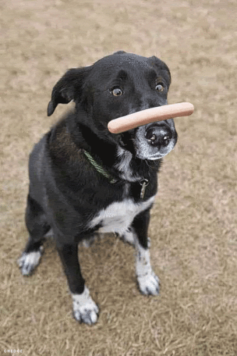 Dog flips hot dog in the air with it's nose