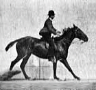 Animation of horse and rider