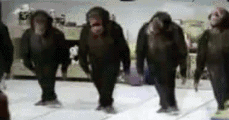 Animated gif of River Dancing chimps moving picture
