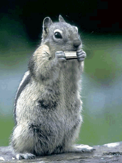 Squirrel finds a discarded child's harmonica and decides to put the mouth organ to use accompanying the orchestra playing 2nd Movement of  Beethoven's 9th Symphony