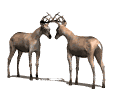 two bucks fighting with antlers locked animation