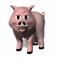 Animation of pig looking at you blinking it's eyes