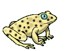 Brown polka dot animated toad hopping along