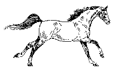 Animated white horse running