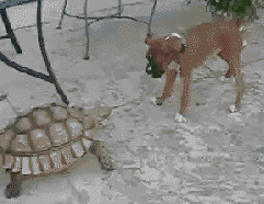 Cute little puppy dog animated gif loops